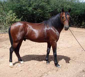 cavalo nordestino 3