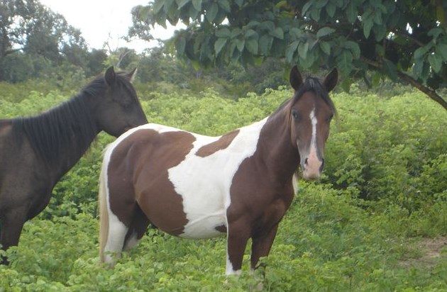 cavalo piquira 2