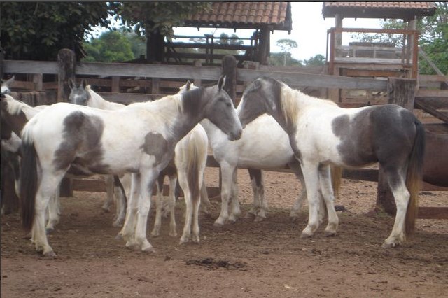 cavalo piquira 3