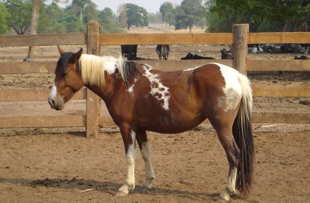 cavalo piquira 5