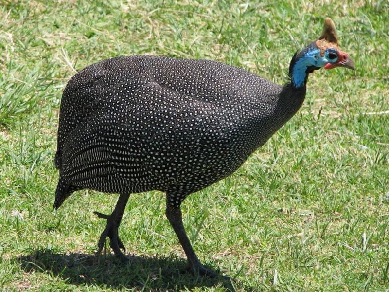 Tô-fraco, galinha d'angola, capota ou cocá? Ave conquistou o campo