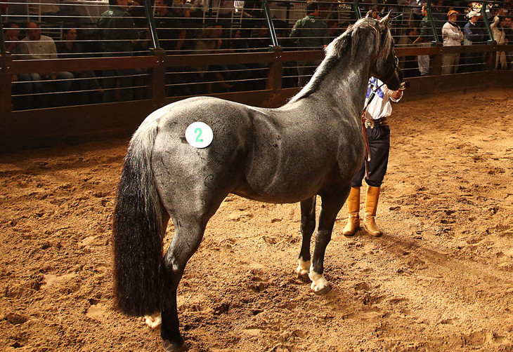 Cavalo Crioulo Onça-Pintada