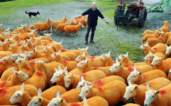 ovelhas laranjas