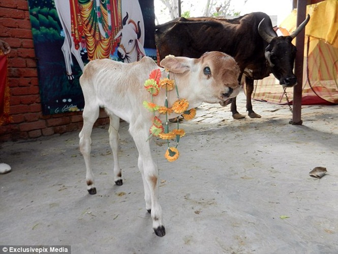 vaca indiana bezerro freak 6