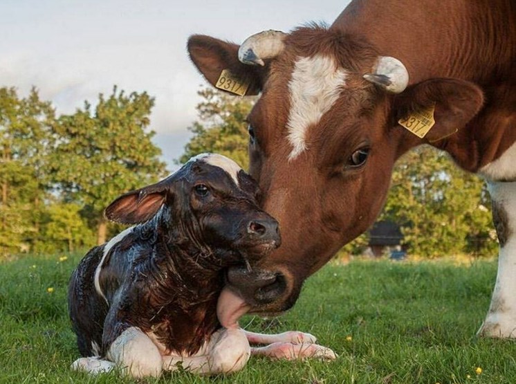 vaca lambendo cria