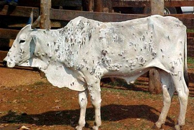 vaca repleta de berne