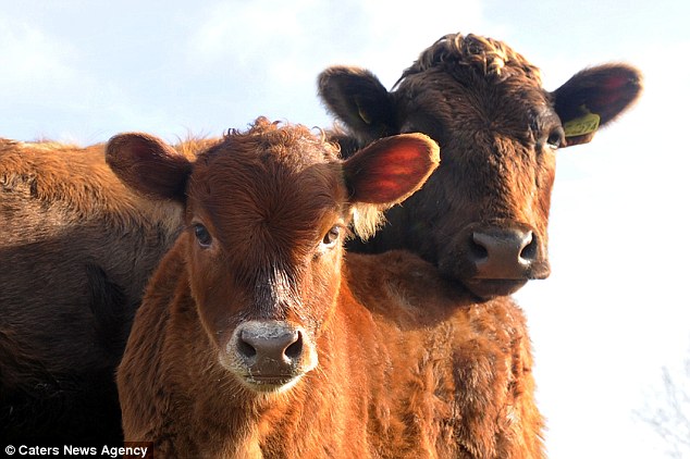 vaca santa gertruds