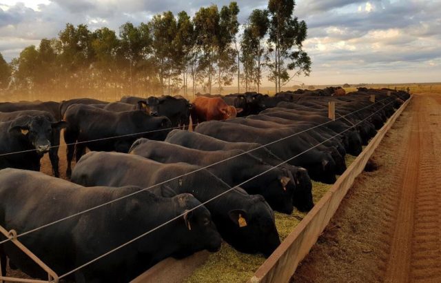 gado-angus-f1-no-cocho gado-angus-f1-no-cocho