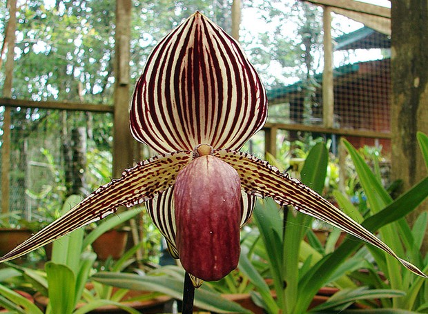 paphiopedilum-rothschildianum---dick-culbert