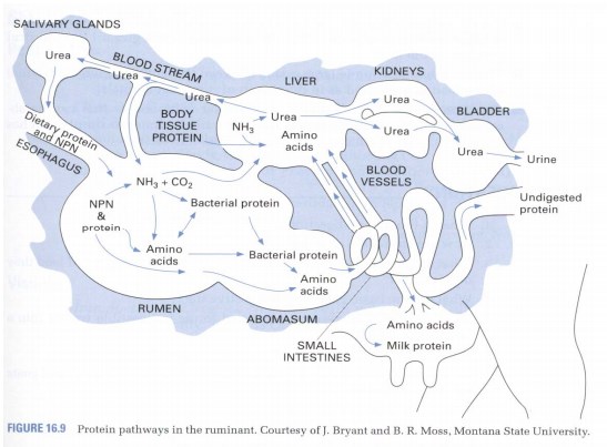 Figura 1. Vias do metabolismo protéico no ruminante 