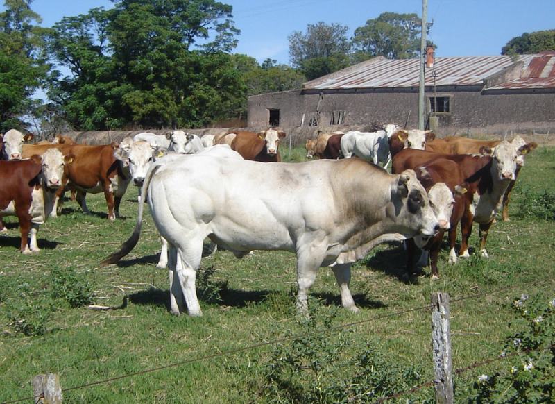 Touro Piamontês com vacas Hereford