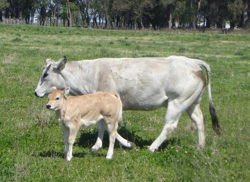 piamontesa vaca e bezerro