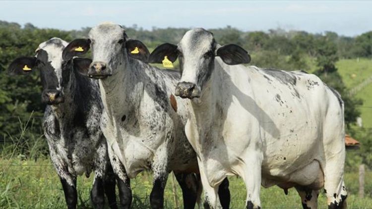 vacas girolando