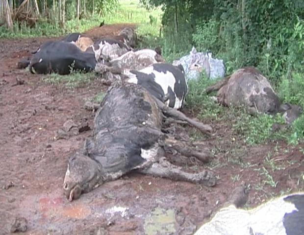 Capim mata cavalos e pode causar prejuízos - CompreRural