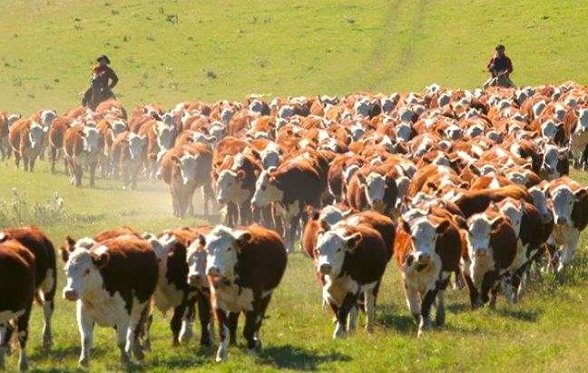 pecuaria uruguai - ganaderia_uruguaya