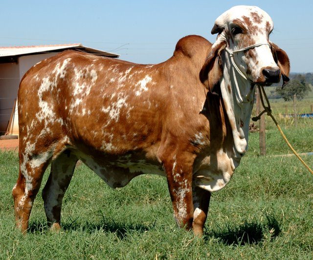 CANELA DSIL (MEDALHA X CA SANSAO) OFICIAL