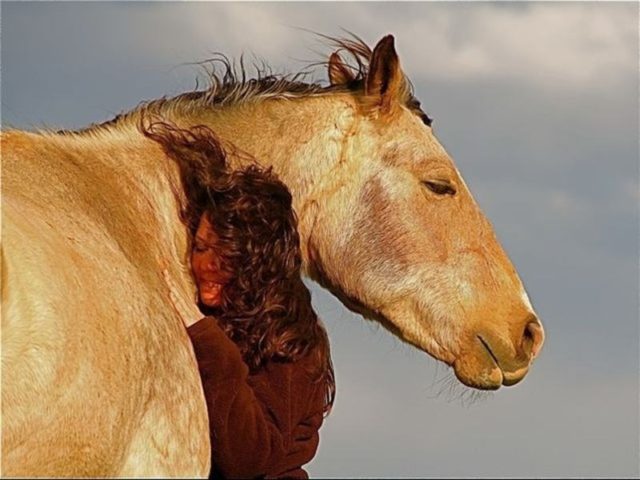 cavalo e mulher se abracando