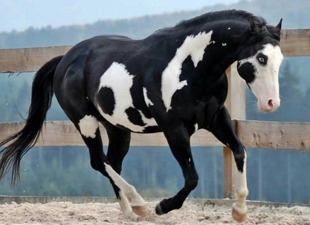 cavalo preto e branco