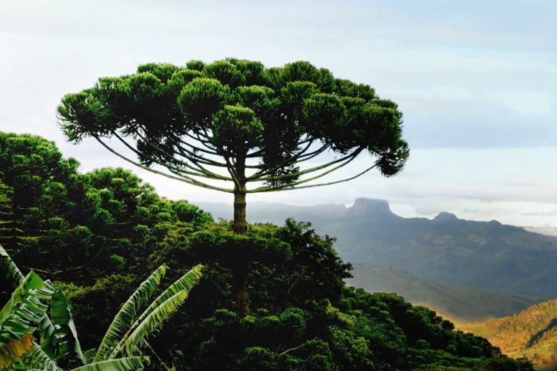 floresta araucaria brasil