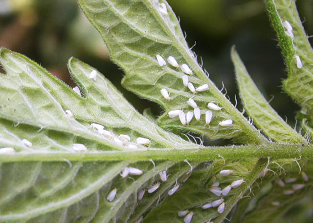 mosca branca agricultura
