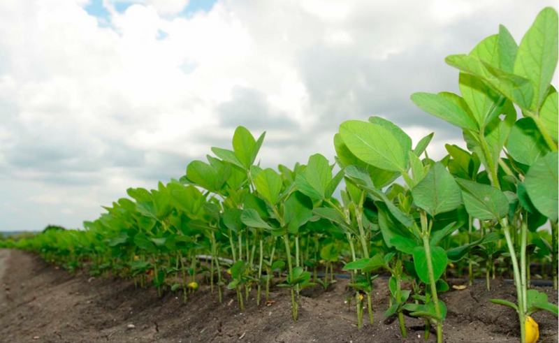 soja plantada