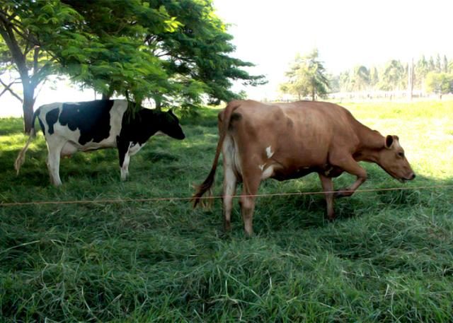 vaca jersolando projeto efeito estufa 2