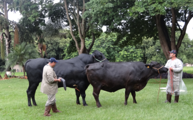 vaca1