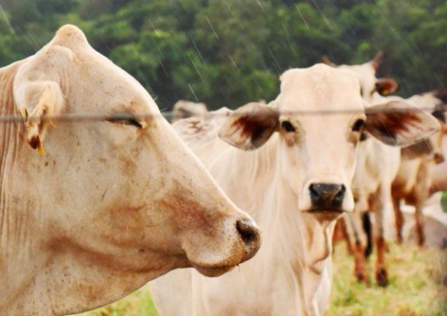 vaca2 Vacas