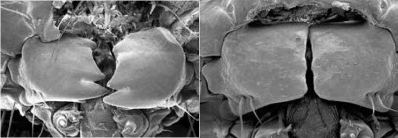 Broca-da-cana da África: do lado esquerdo, a boca normal, dentada. À direita, a boca do inseto gasta e reta porque o silício deixou a planta dura. Foto: OLIVIA KVEDARAS /SASRI