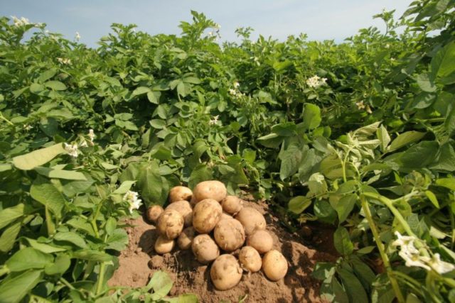 batata plantacao