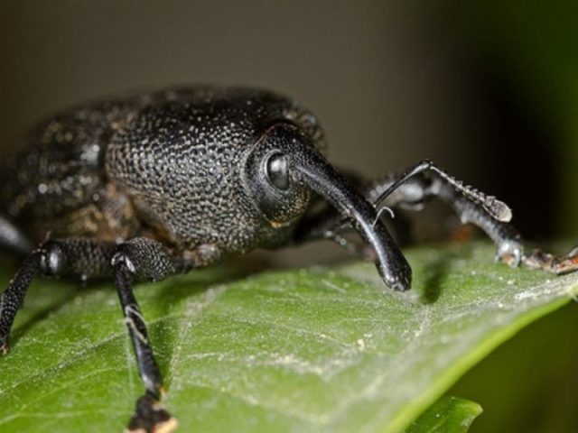 bicudo-do-algodao