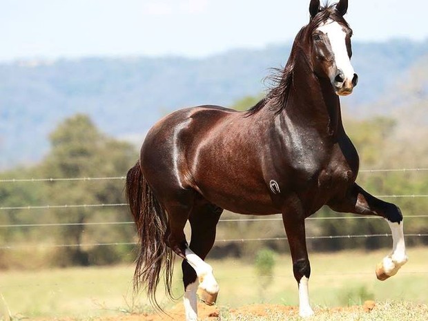 Carrapatos podem trazer danos à saúde de cavalos e potros e