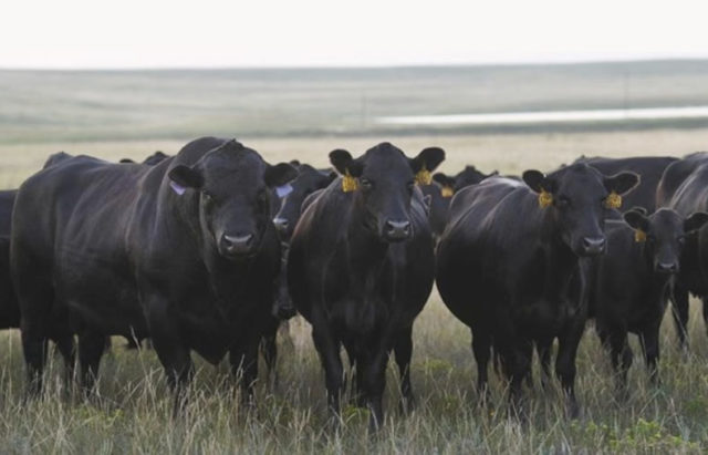 gado angus familia Gado Angus