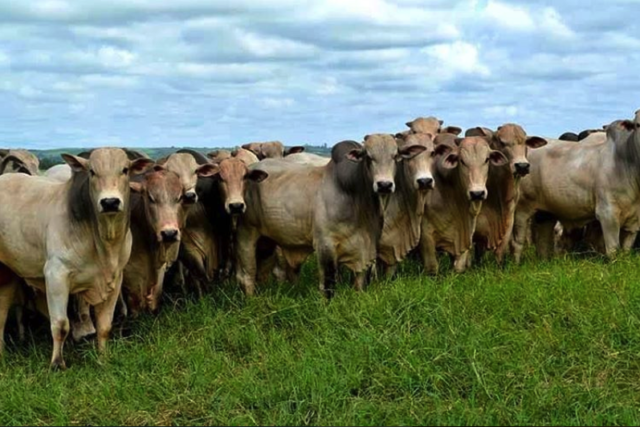 gado nelore a pasto