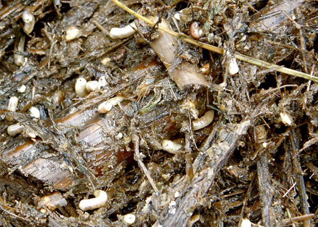 mosca dos estabulos cana de acucar