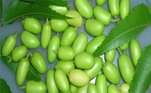 neem fruta