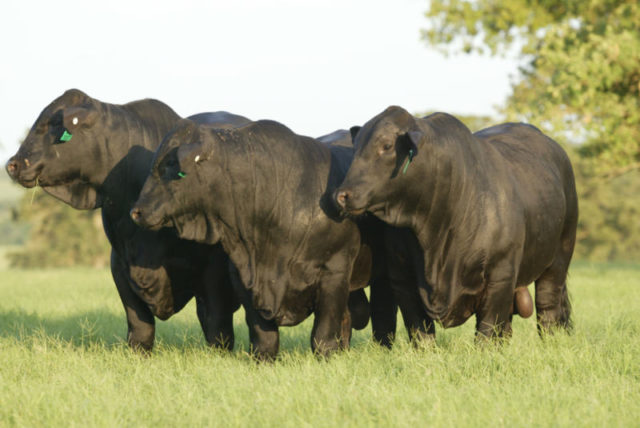 ultrablack angus australia
