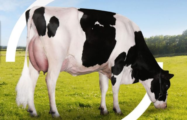 vaca holandesa