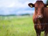 vaca-senepol-em-frente-cerca