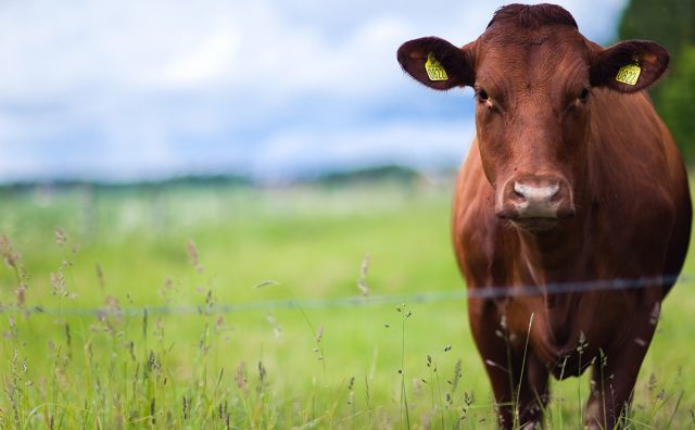 vaca-senepol-em-frente-cerca vaca-senepol-em-frente-cerca