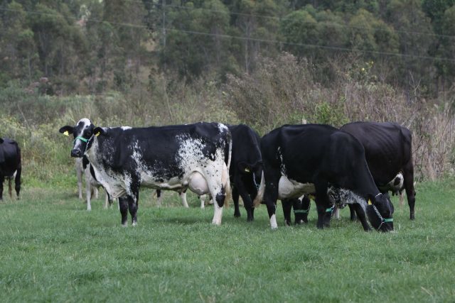 vacas girolando pasto