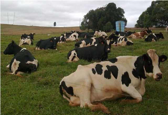 vacas holandesas