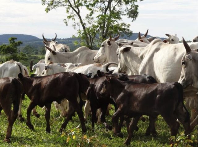 vacas nelore com bezerro angus vacada nelore cruzamento genética