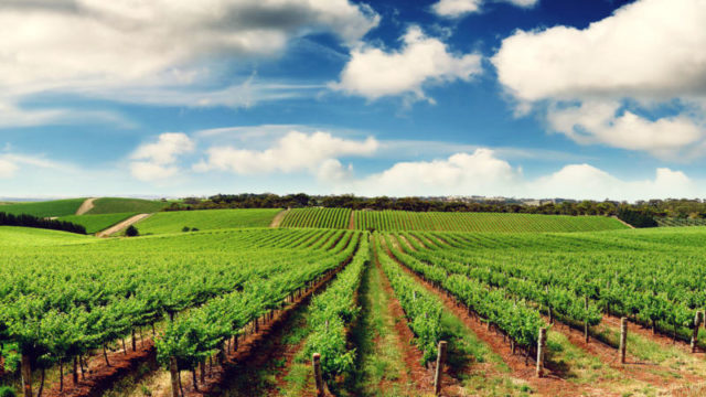 agronegocio-parreira-de-uvas Curso de agronegócio mitos e verdades
