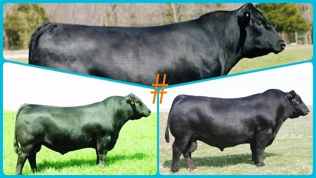 angus-preto-nao-e-preto Angus