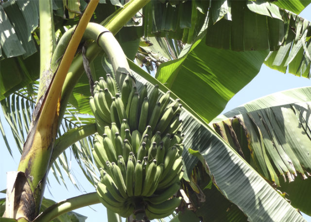 bananeira-banana