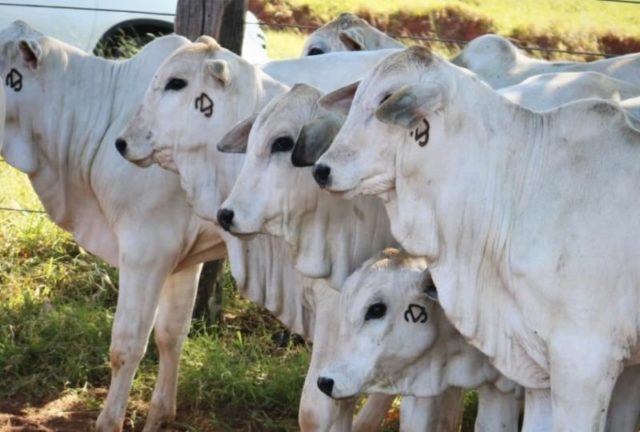 bezerros-zebu-nelore
