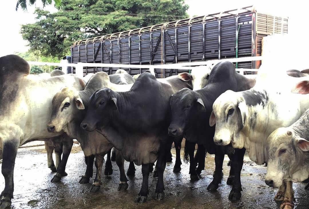 VANTAGEM AO ABATER NO FRIGORÍFICO. Para quem nao conhece muito