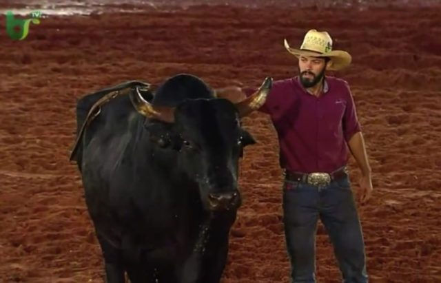 bons-tratos-aos-touros-de-rodeio