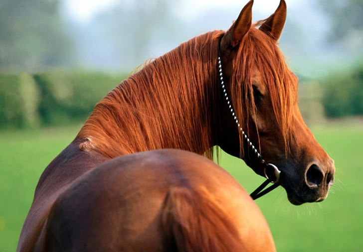Cavalos em inglês: como se expressar sobre eles?